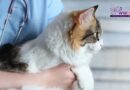Knowing Cat Euthanasia | WW Mobile Veterinary Services