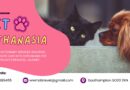 Exploring Euthanasia for Cats | WW Mobile Veterinary Services